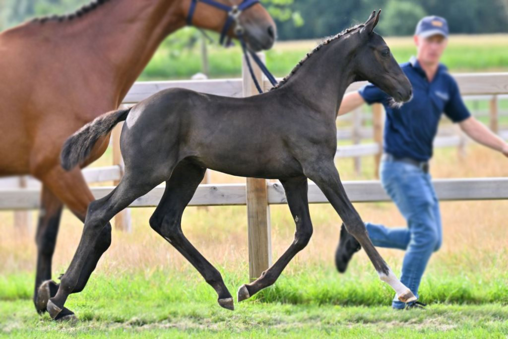 Jax vd Holsteinerhoeve Z